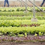 Developing a Sustainable Specialty Crop Greenhouse Industry in the Northeast