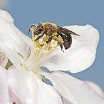 Impacts of Pathogens and Pesticides on Wild Bees in Eastern Apple Orchards