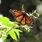 Monarchs: Conservation and Controversy