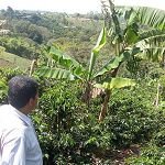 Sustainable Coffee: A Better Model for Smallholder Farmers