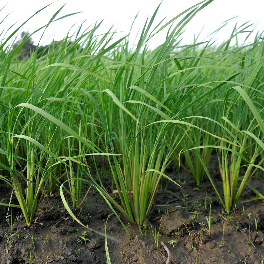 Sustainable Rice: Less Water, Less Arsenic