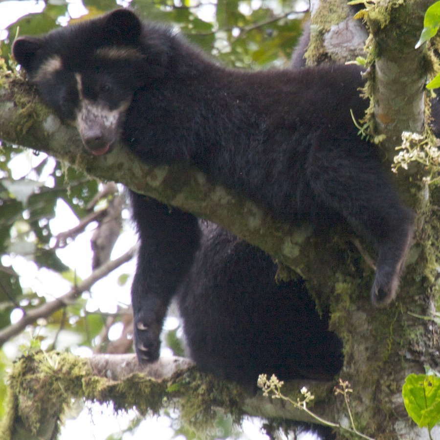 Conserving Ecuador's Forests for Bears and Biodiversity