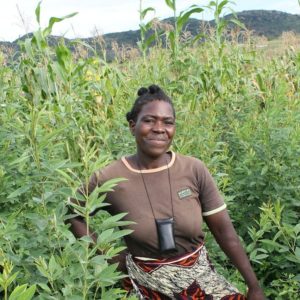 Healthy Soil + Fertile Land + Food Security