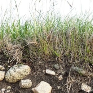 Making the Most of Marginal Lands