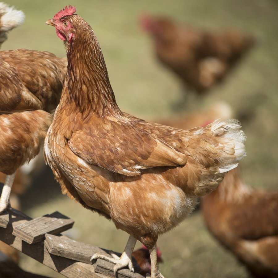 Recycling Poultry Litter for Fertile Fields