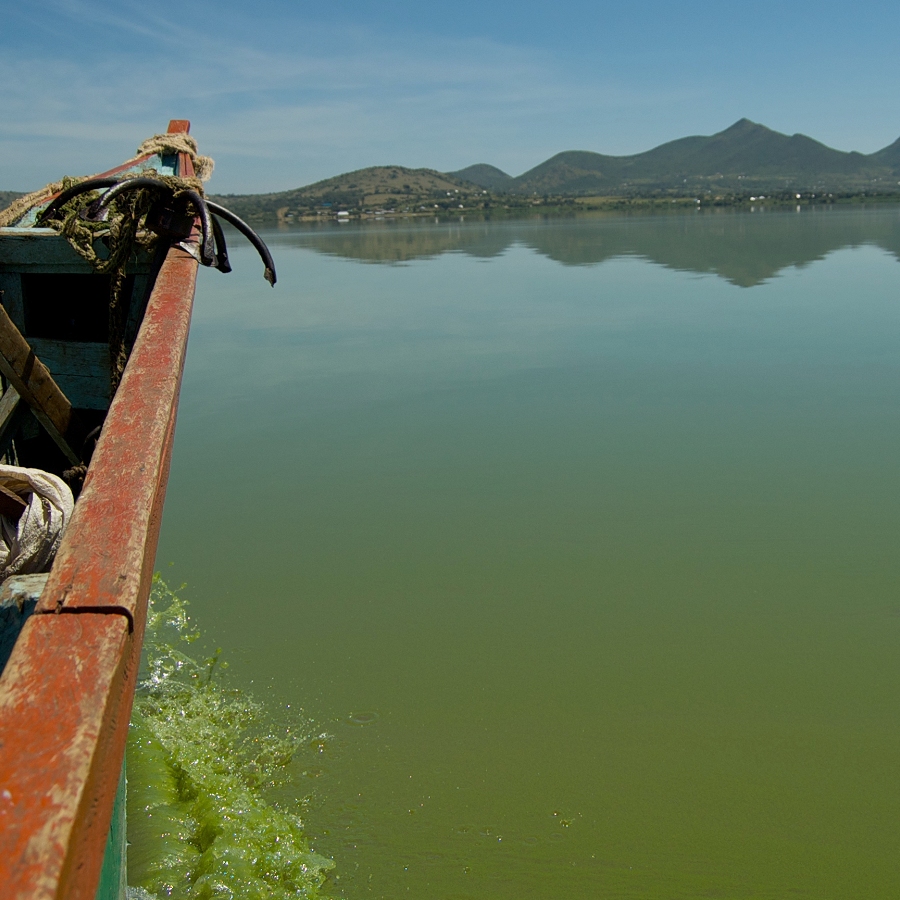 Spoiling Fish as Food: Harmful Algal Blooms in Lake Victoria