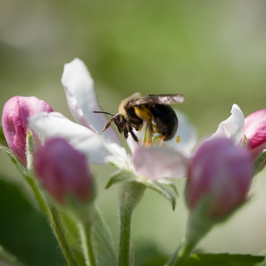 Sustainable Pollination Resources for New York Apple Farmers