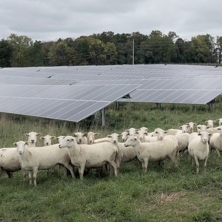 Grazing Sheep on Solar Array Sites to Boost Pollinator Habitat and Sequester Soil Carbon
