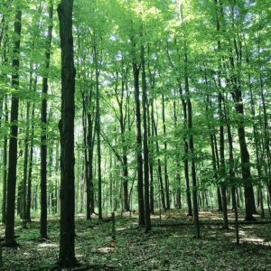 Design Research for Carbon Removal