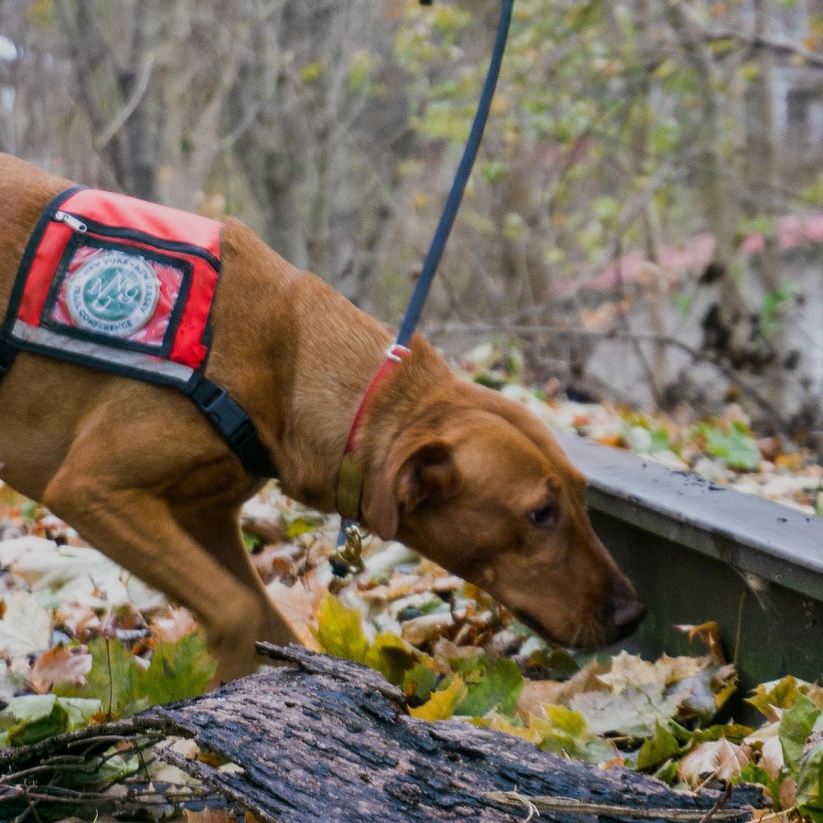 Training Dogs to Sniff Out New Pests