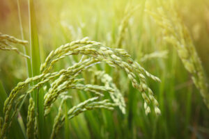 rice detail