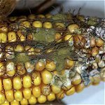 Understanding Aflatoxin Accumulation in Maize