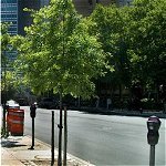 Urban Trees for Sustainable Cities