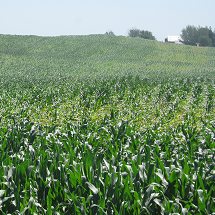 Increasing Corn Production while Reducing Fertilizer Pollution