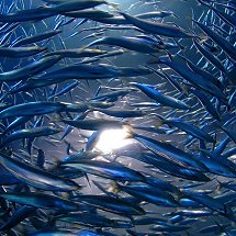 Transforming Fisheries Science and Management