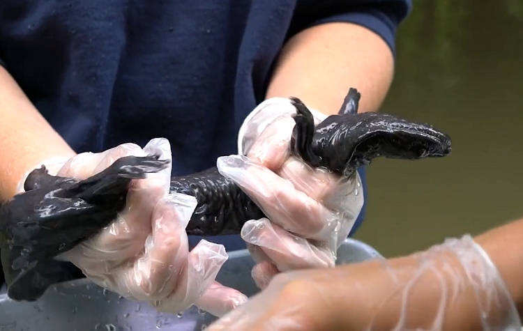 Hellbender! | Cornell Atkinson Center for Sustainability