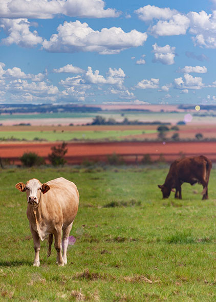 Botswana field with cows