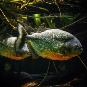 Amazon fish