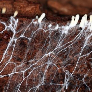 mycelium