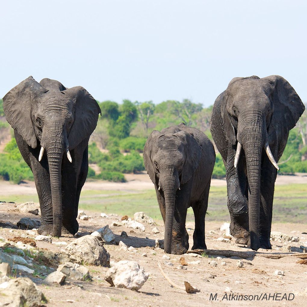 Elephants - photo credit: M. Atkinson/AHEAD