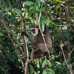 a Mullers Gibbon in Borneo