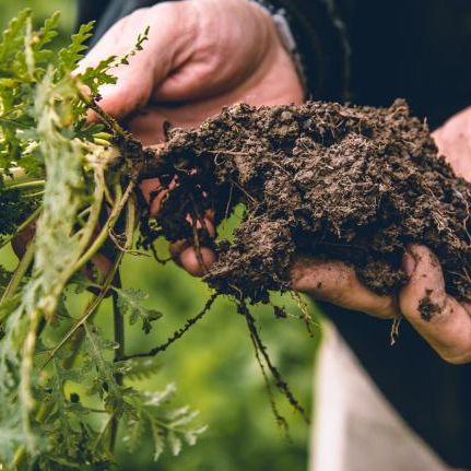 Hands holding plant roots and soil