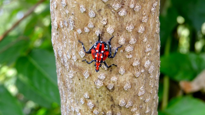 A spotted lanternfly in its fourth stage, just before becoming an adult.