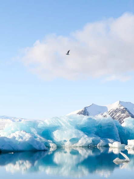 Reducing Climate Risk (Gull flying over icebergs)