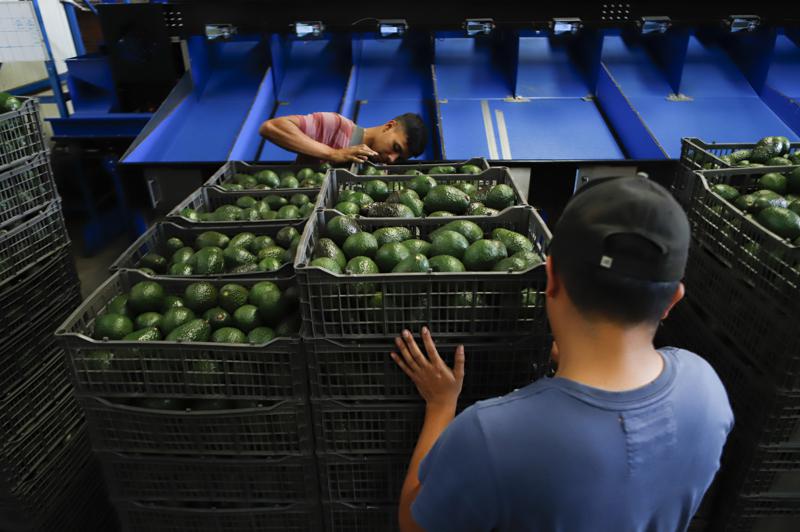 avocado workers in Mexico