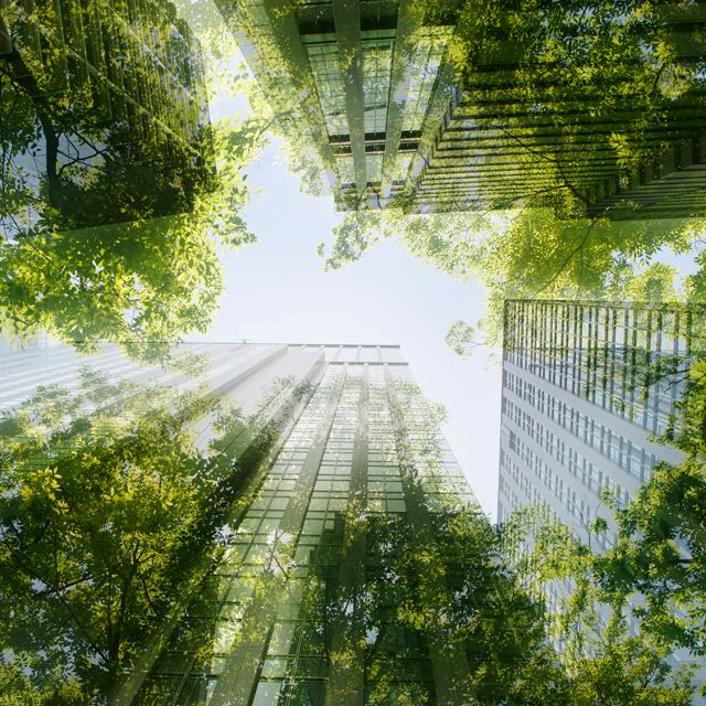 Rooftop trees seen reflected in windows of tall buildings