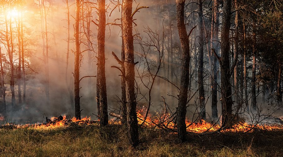Forest Fire