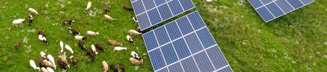 Solar Panels and Grazing Sheep