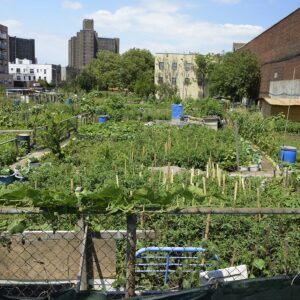 Urban farm