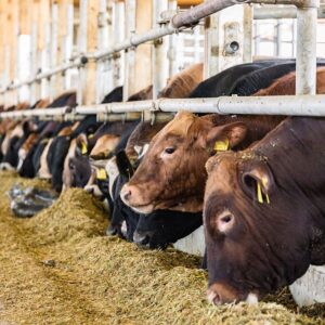 Cows feeding