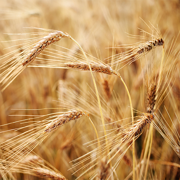 Wheat