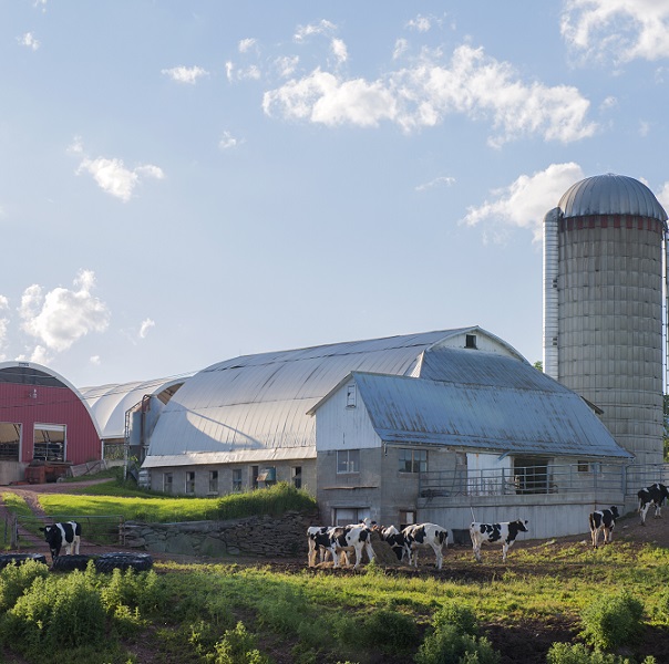 New York State Dairy Farm