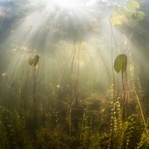 Underwater view of waterlilies in a pond