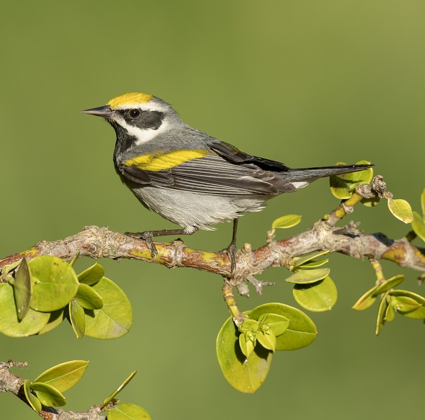 Golden-winged Warbler