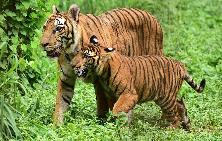 Adult and juvenile tigers