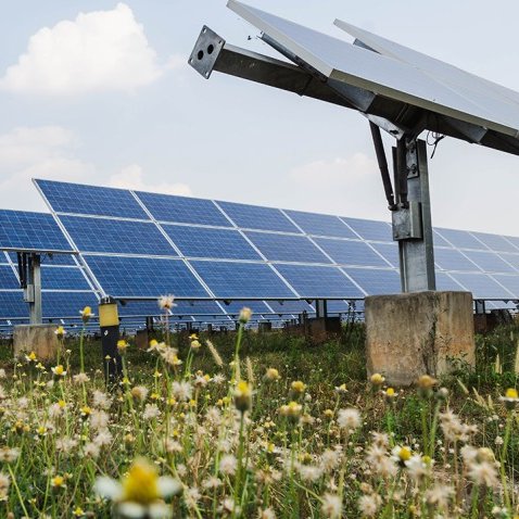 Solar panel array among wildflowers