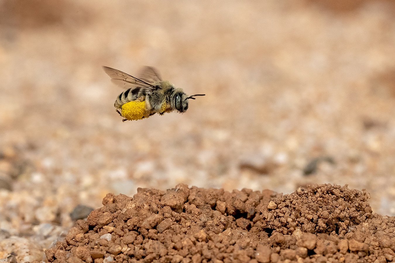 Diadasia rinconis (Apidae) Chimney Bee in Arizona | photo by Bruce Taubert