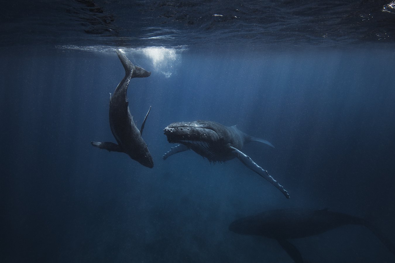 Humpback whale and calf swimming below the ocean surface | iStock