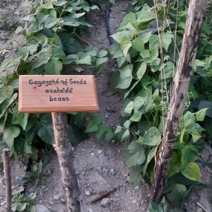Gayogo̱hó:nǫʔ learning garden | provided