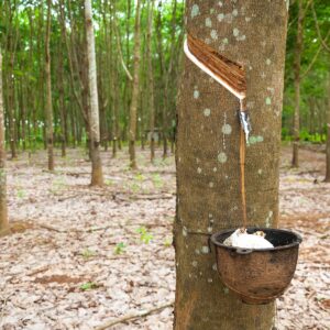 Natural latex dripping from a rubber tree at a rubber tree plantation