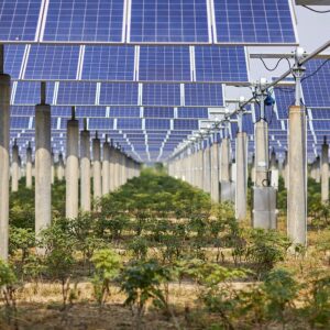 Green plants planted under solar photovoltaic panels