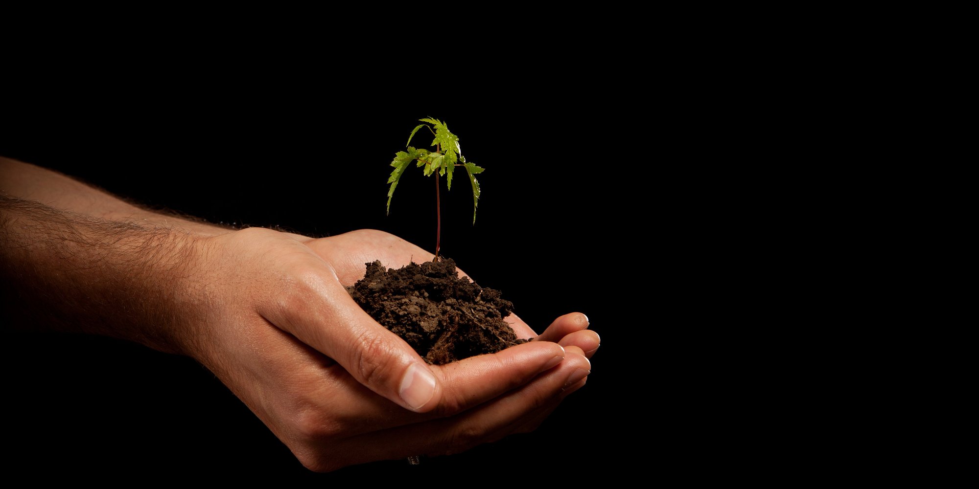 hand holding seedling in soil