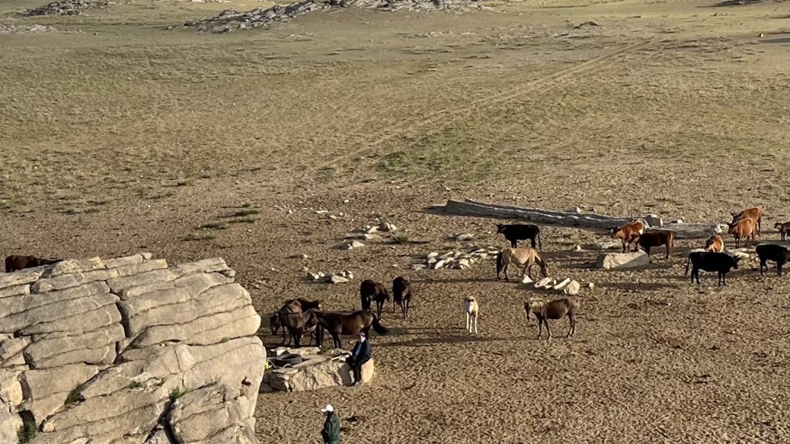 A herd of cows and horses visiting a well near the Ikh Nart Nature Reserve in Dornogovi Aimag (province), Mongolia.
