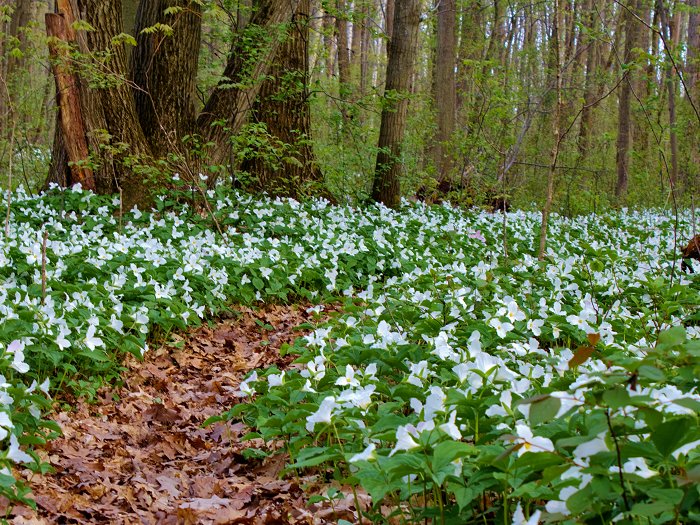 Field of trillium in forest in northern USA