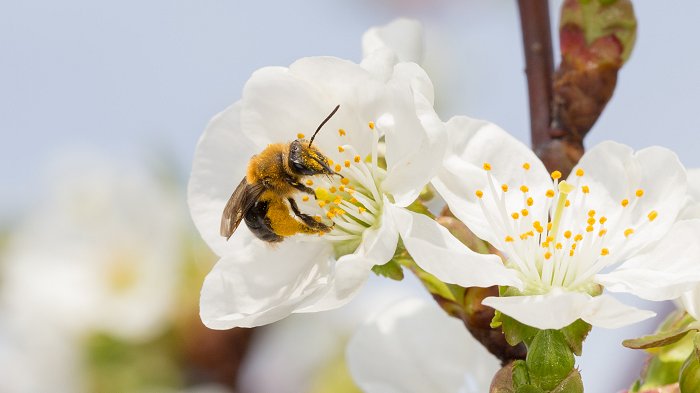 Wild Bee on apple blossom (Photo by Chris Kitchen)