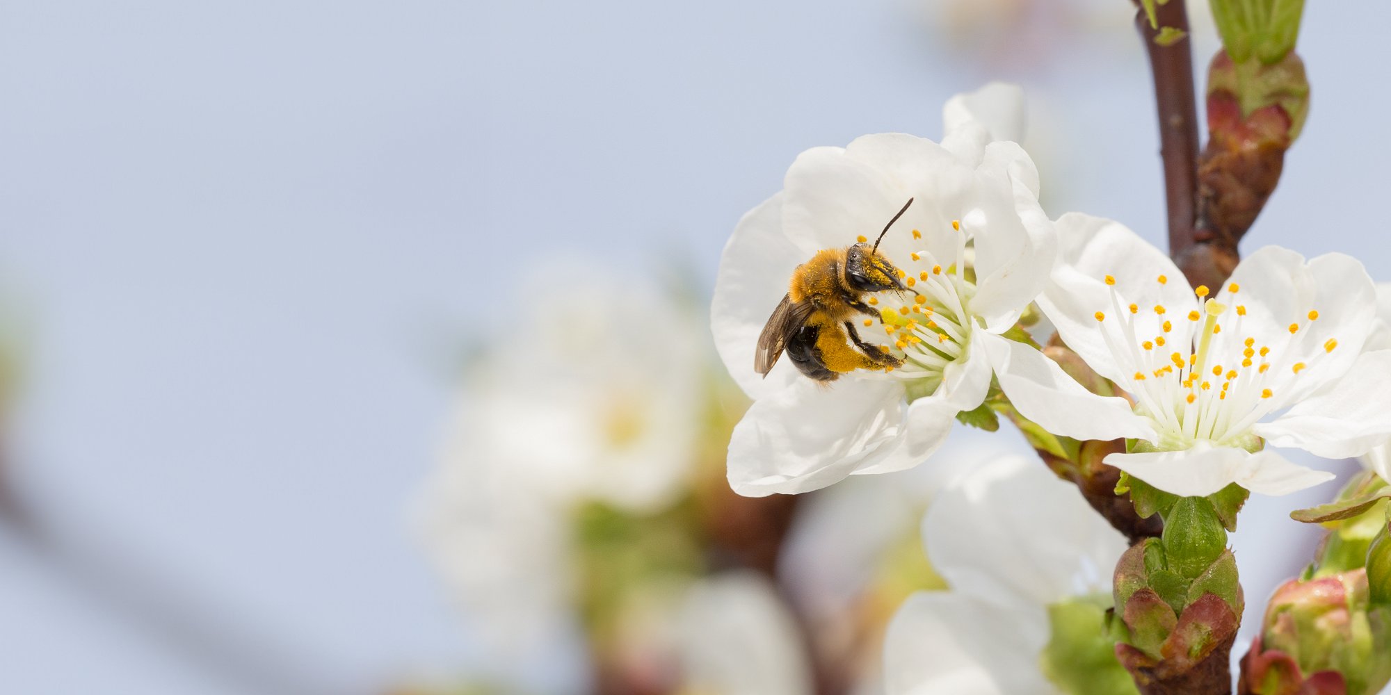 Wild Bee on apple blossom (Photo by Chris Kitchen)